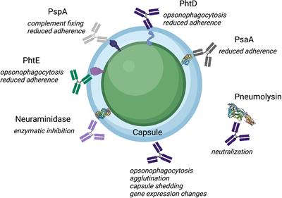 Diverse Mechanisms of Protective Anti-Pneumococcal Antibodies